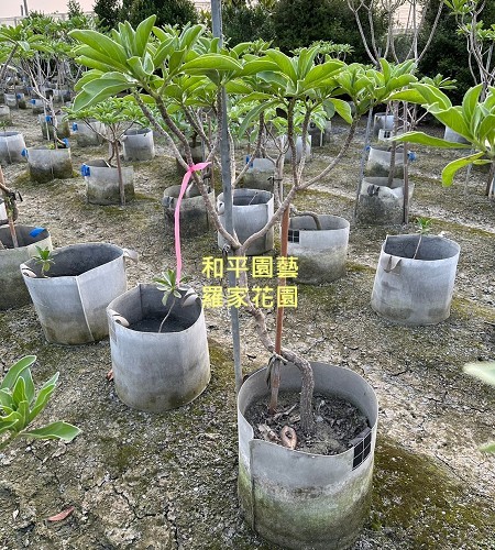 白水木