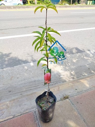 水蜜桃