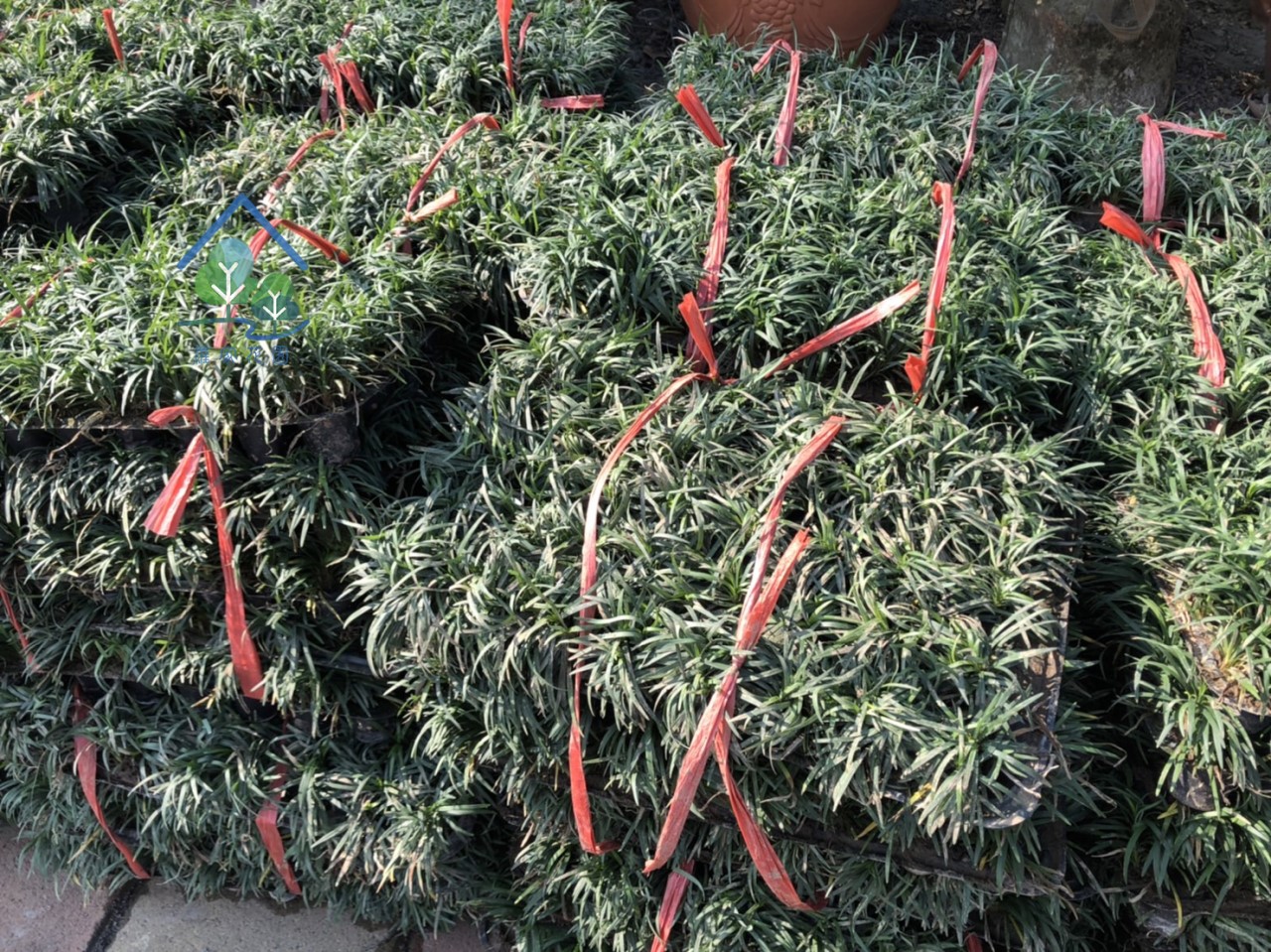 玉龍草