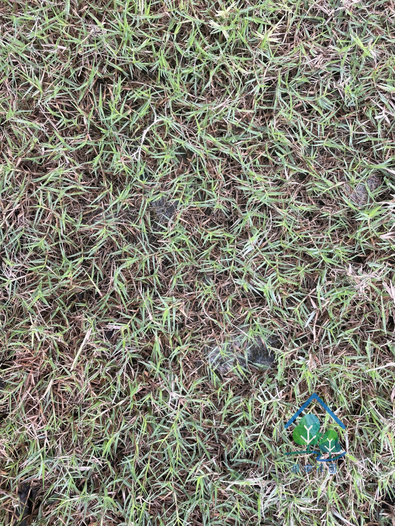 百慕達草