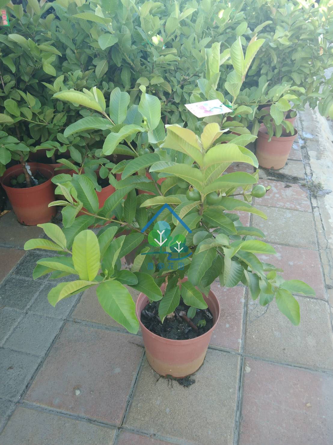 芭樂