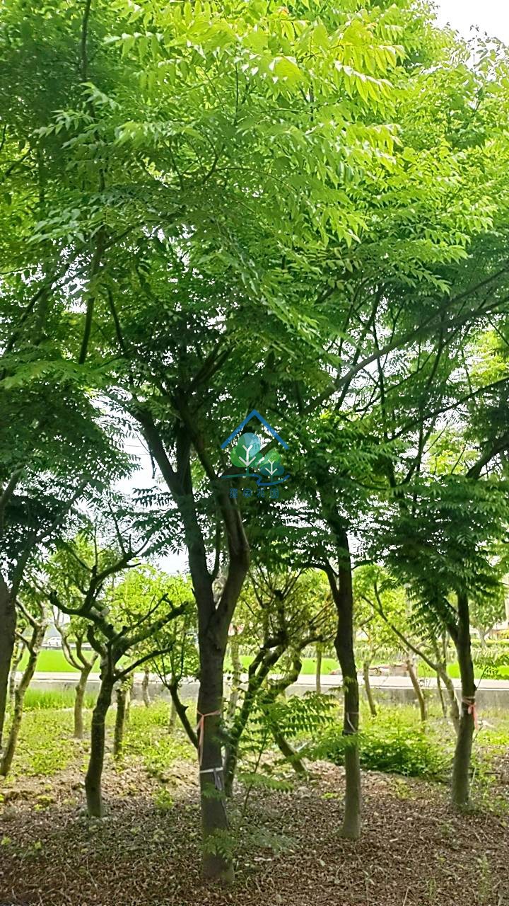 台灣欒樹