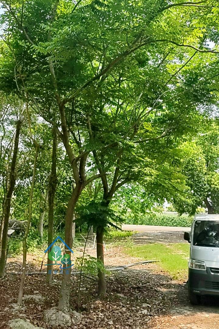 台灣欒樹