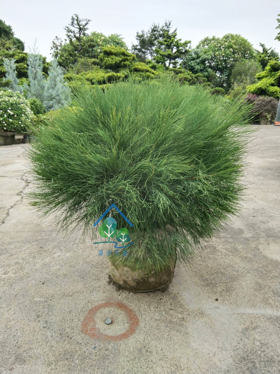 球型木麻黃
