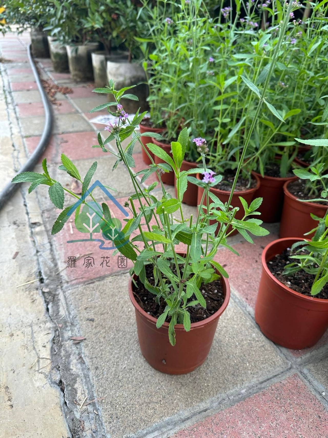 柳葉馬鞭草