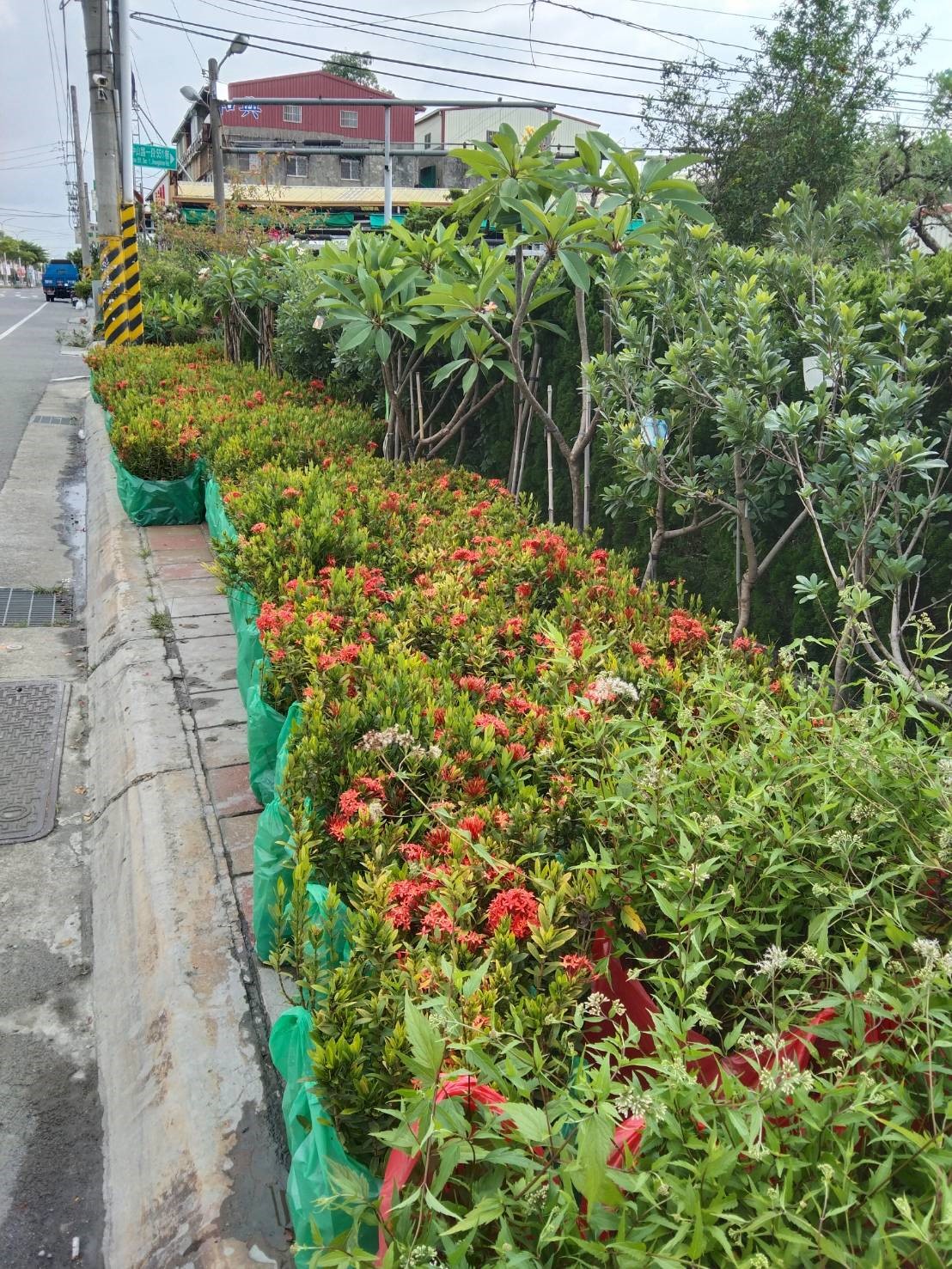 矮仙丹