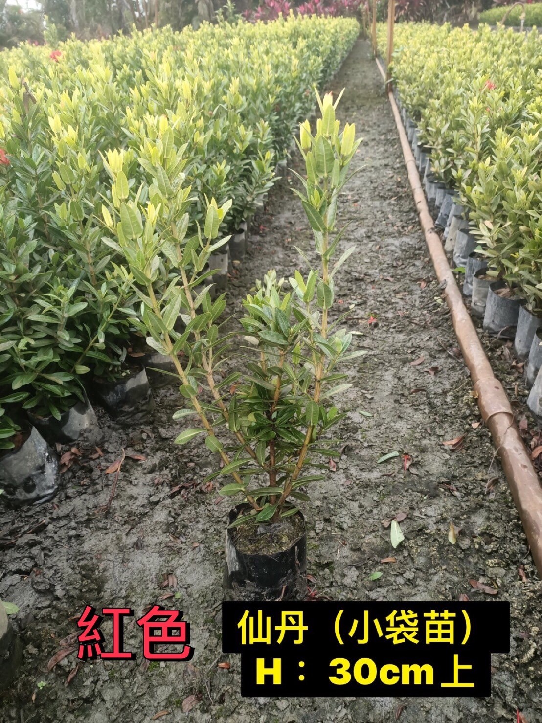 矮仙丹