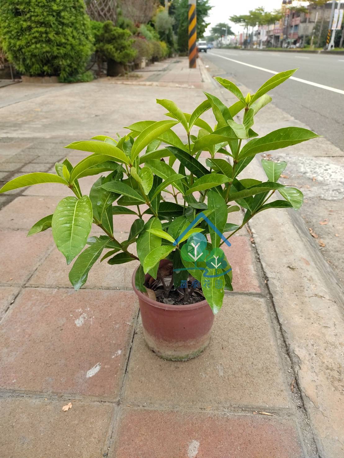 大王仙丹