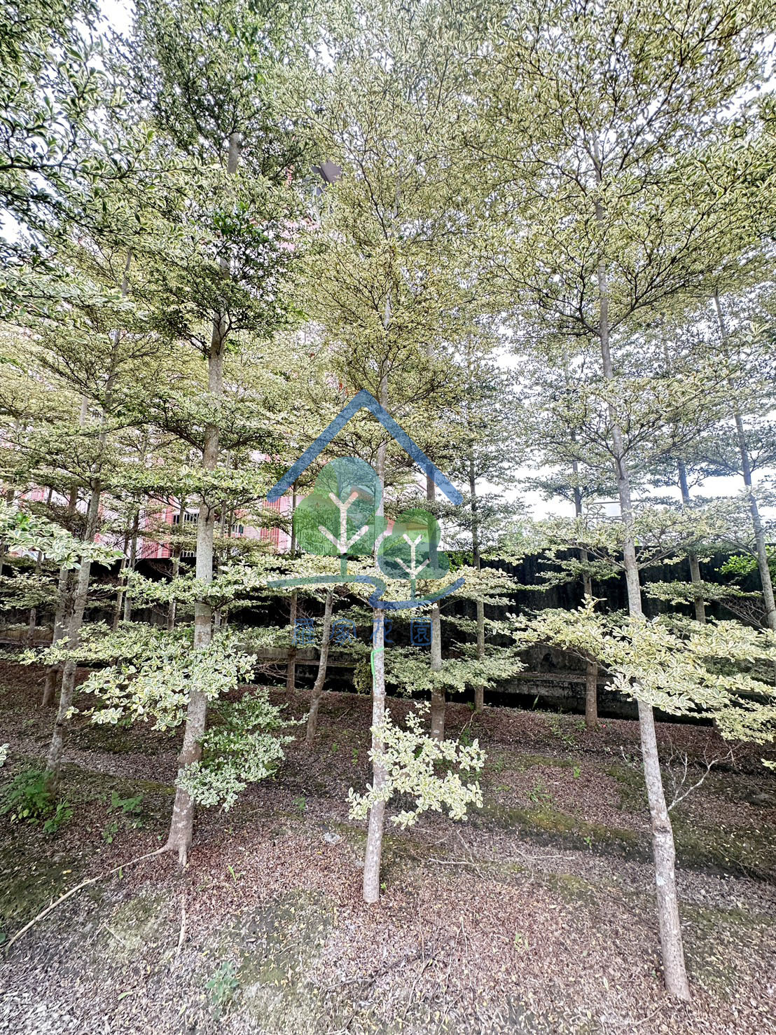 斑葉欖仁