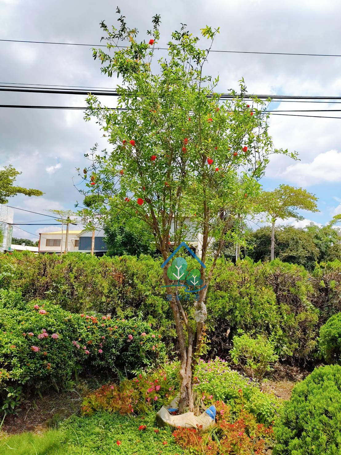重瓣石榴