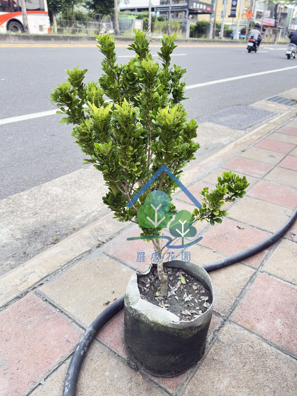 樹蘭