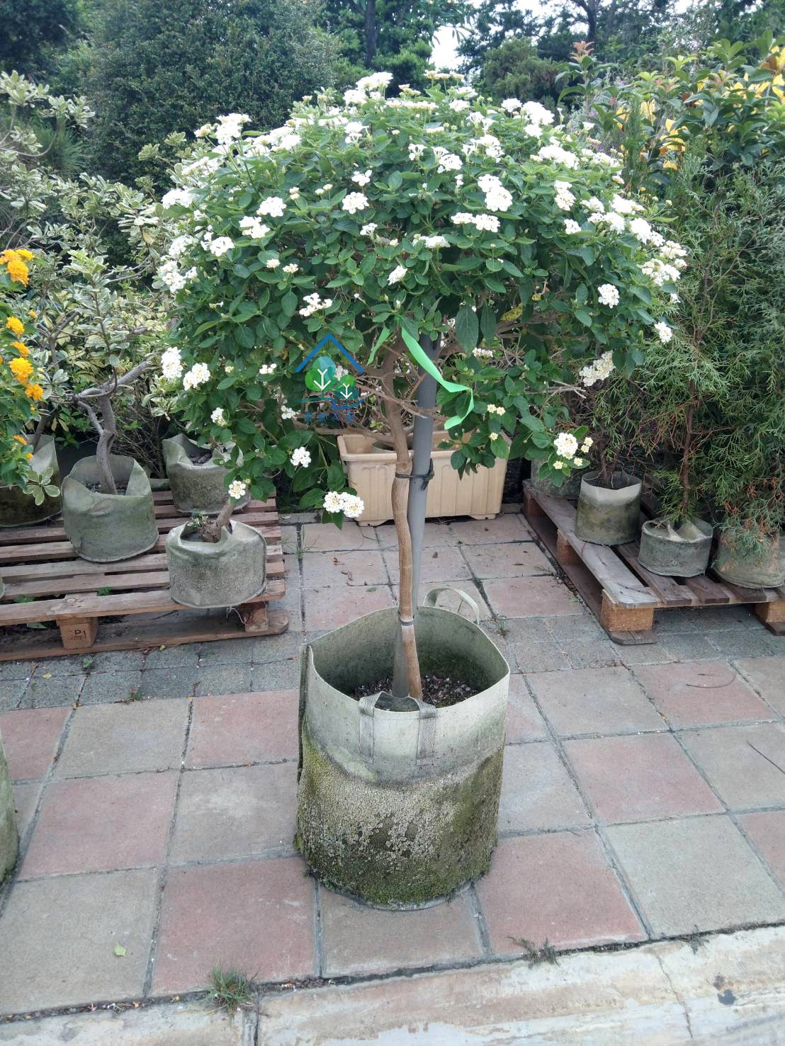 棒棒糖型馬櫻丹