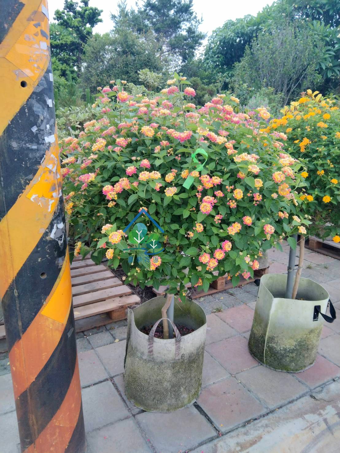 棒棒糖型馬櫻丹