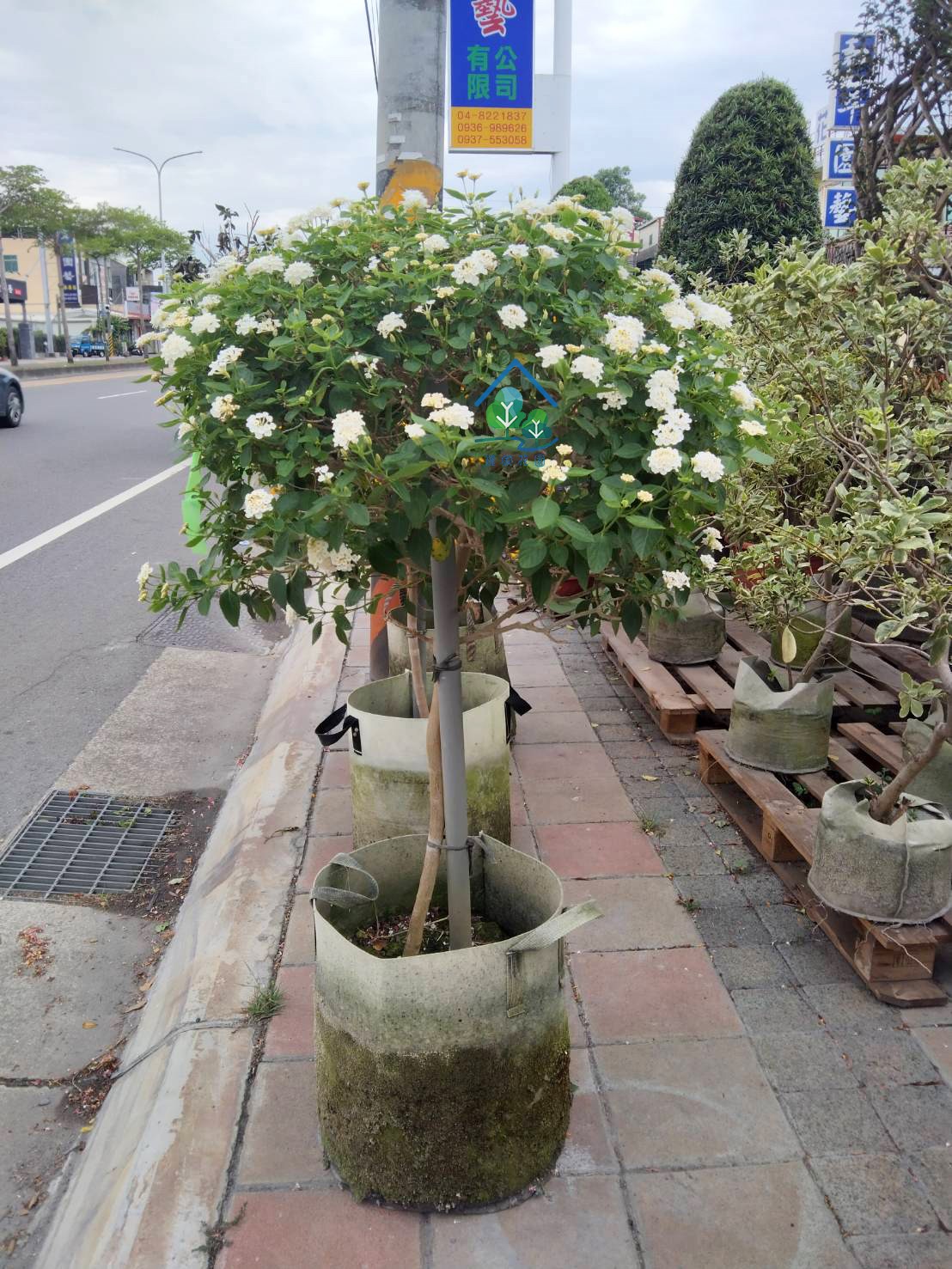 棒棒糖型馬櫻丹