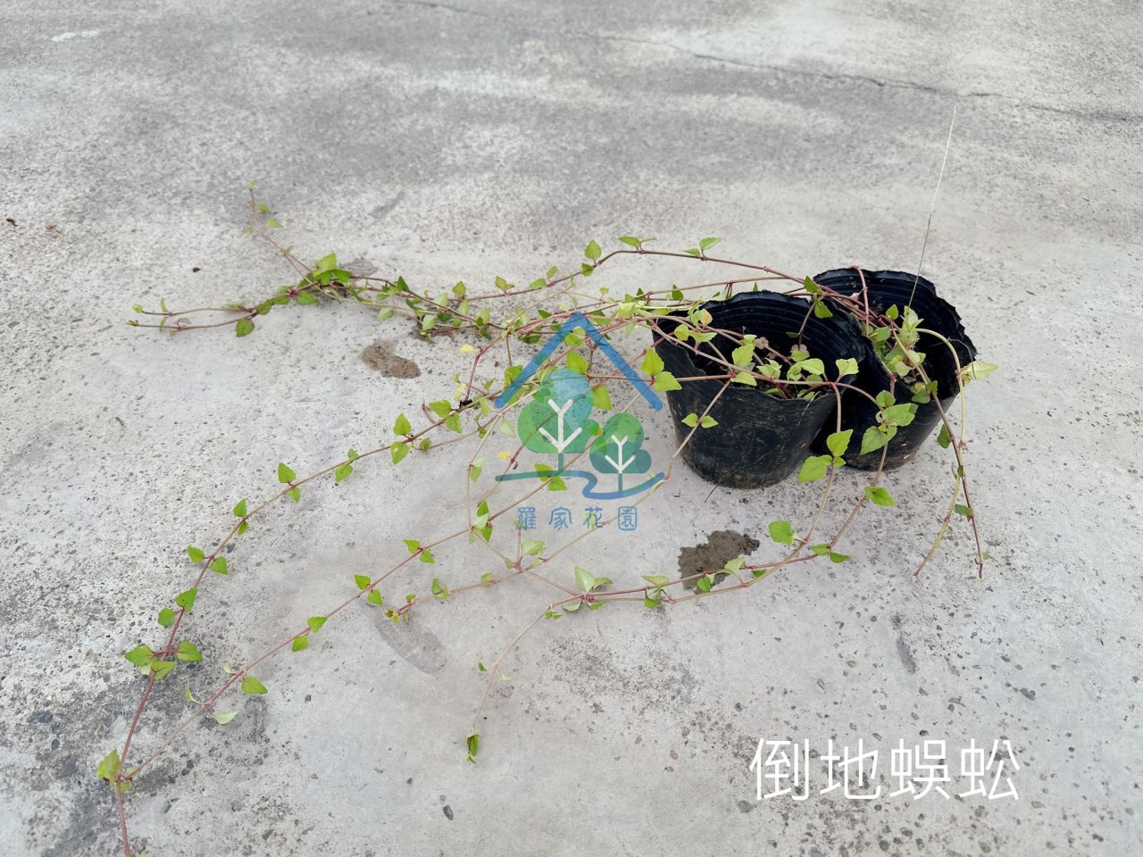 倒地蜈蚣