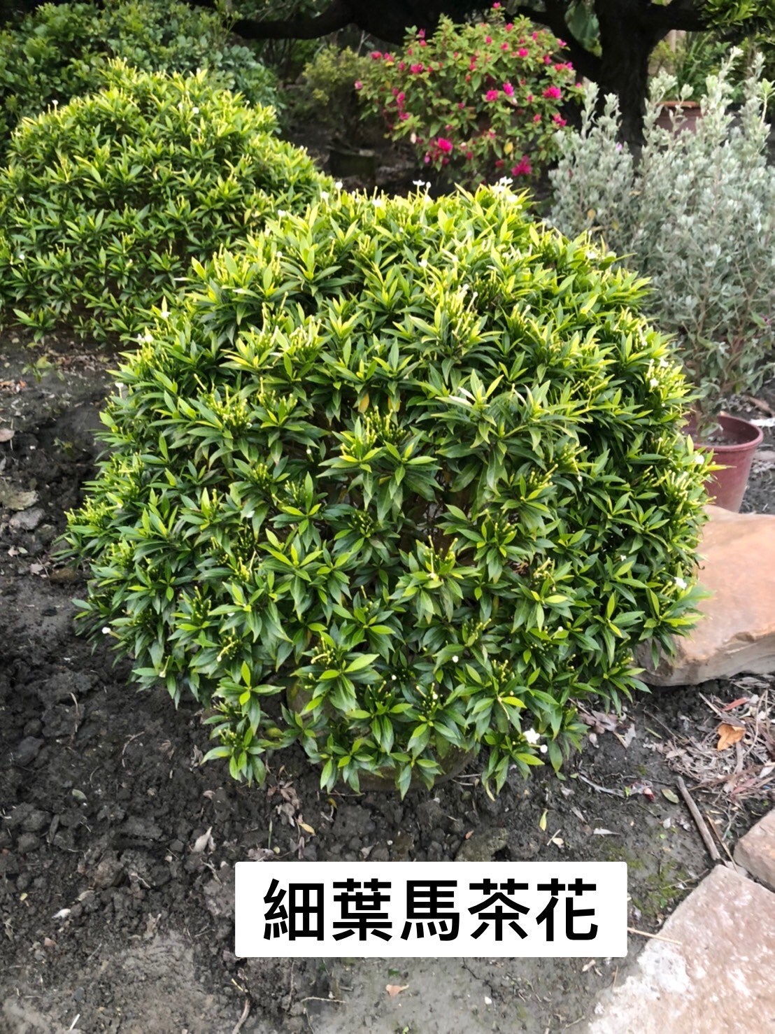 球型細葉馬茶花