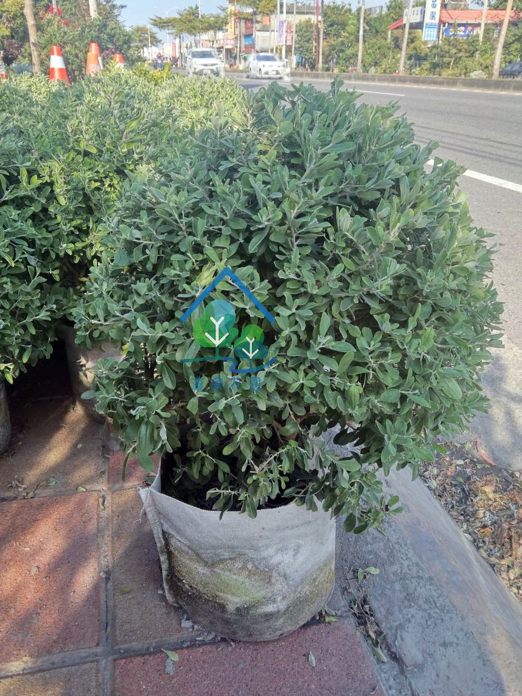 球型紅花玉芙蓉