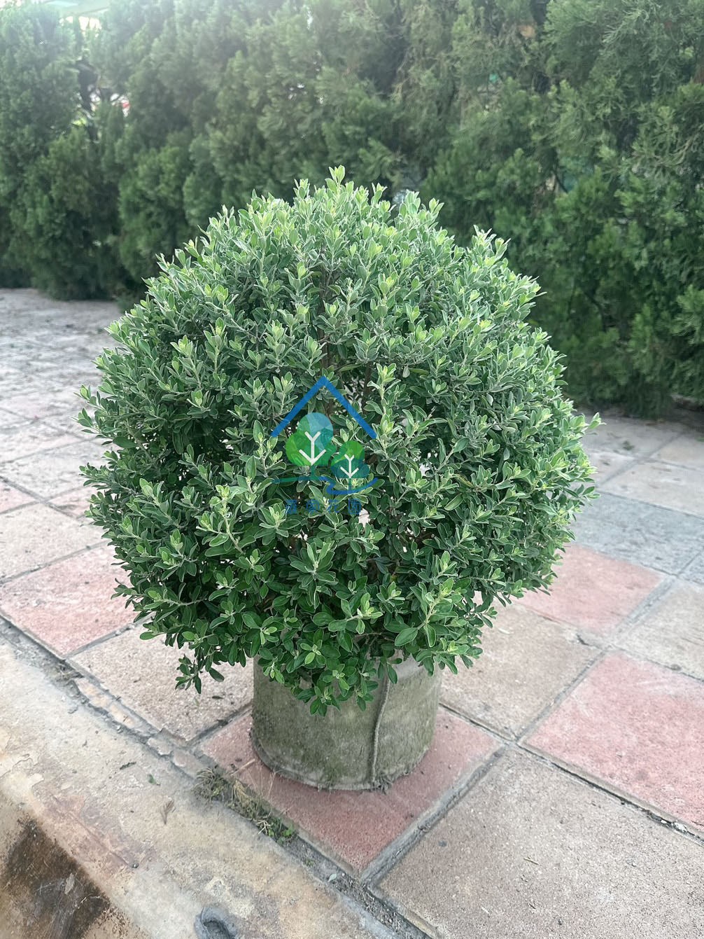 球型紅花玉芙蓉