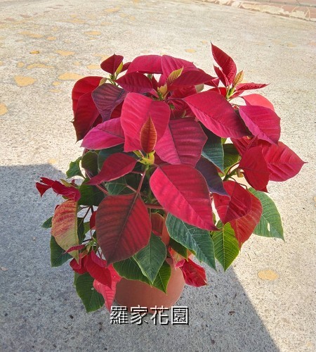 聖誕紅