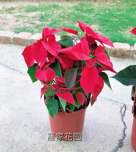 聖誕紅
