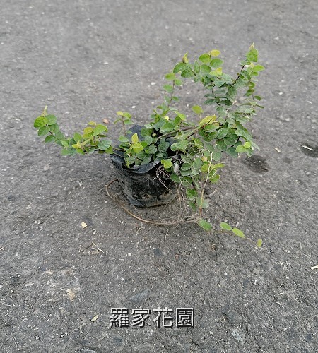 薛荔
