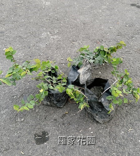 薛荔