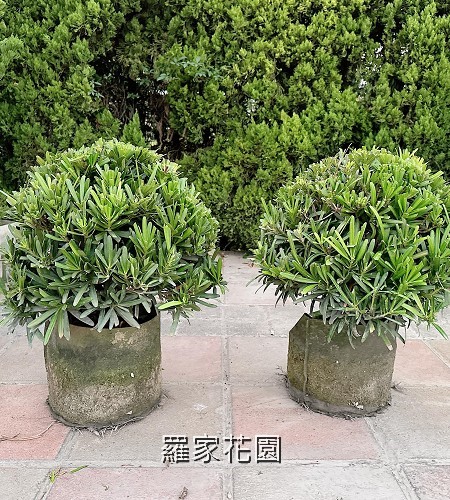 球型羅漢松