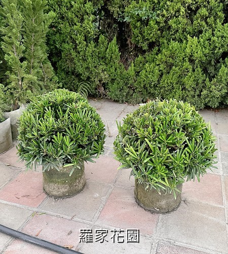 球型羅漢松