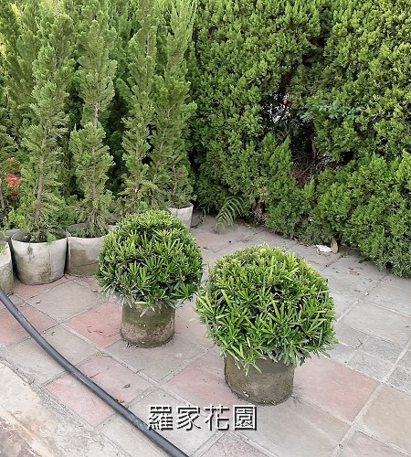 球型羅漢松