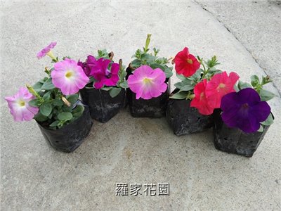 矮牽牛