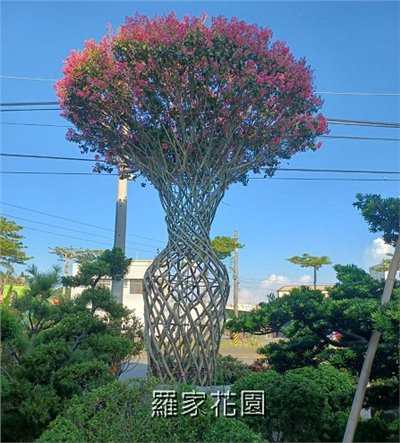 紫薇