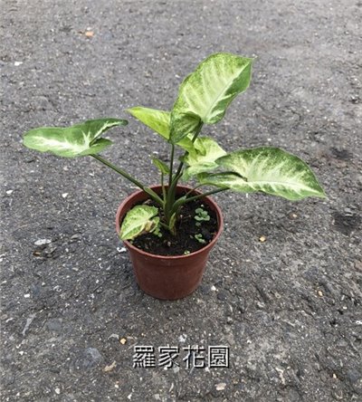 合果芋
