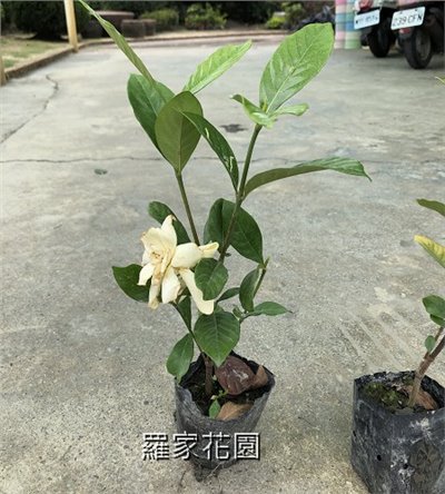 梔子花