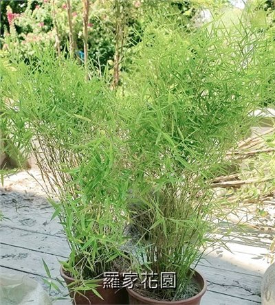 羽竹