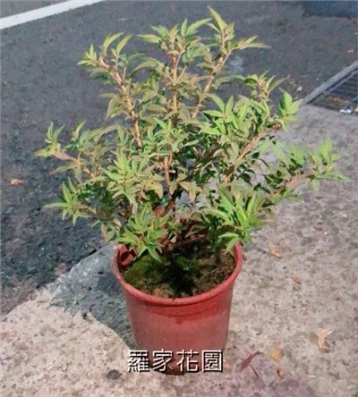 芳香萬壽菊