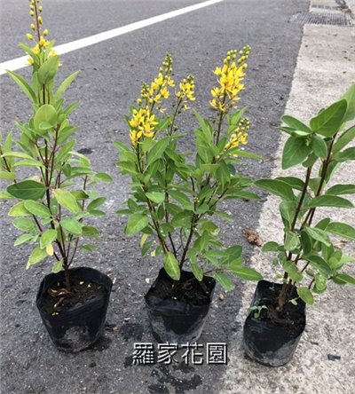 金英花