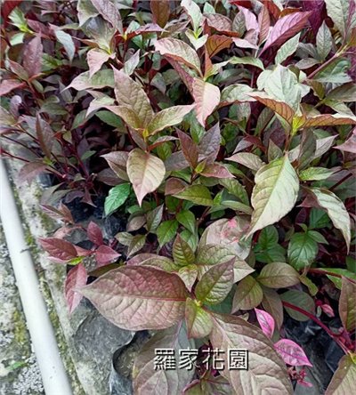 紅龍草