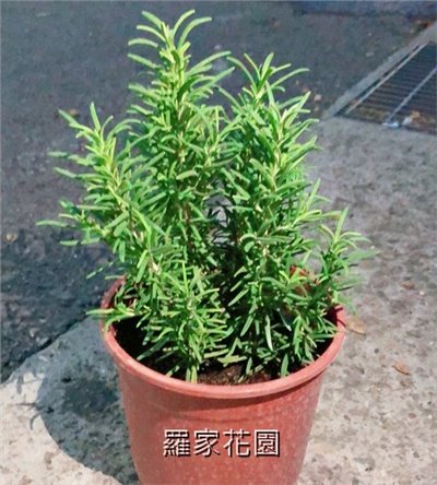 迷迭香