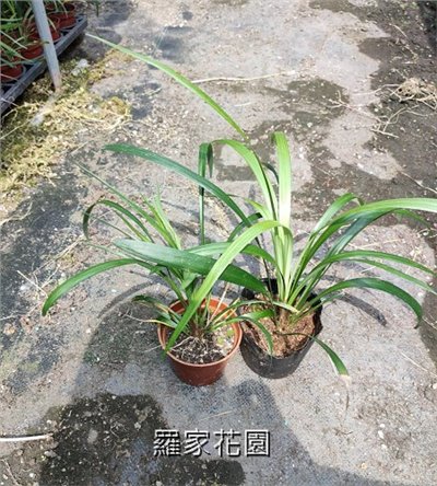 麥門冬