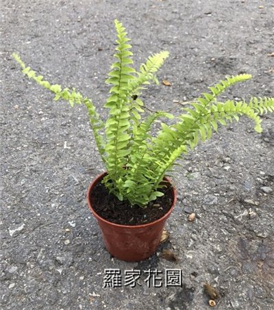腎蕨