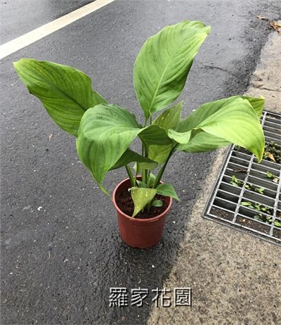 白鶴芋