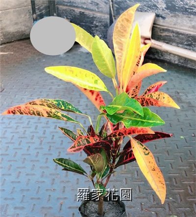 仙丹變葉木