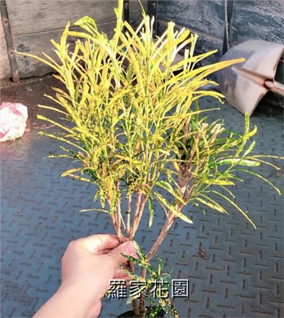 流星變葉木
