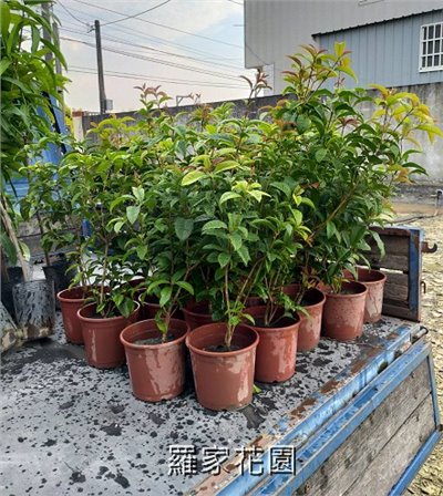 桂花六寸