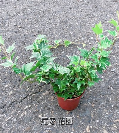 常春藤