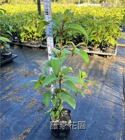 野牡丹
