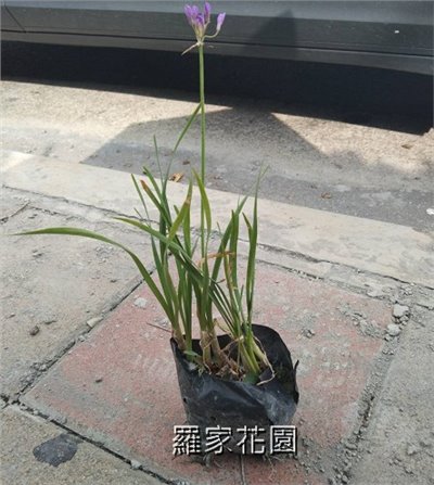 紫嬌花