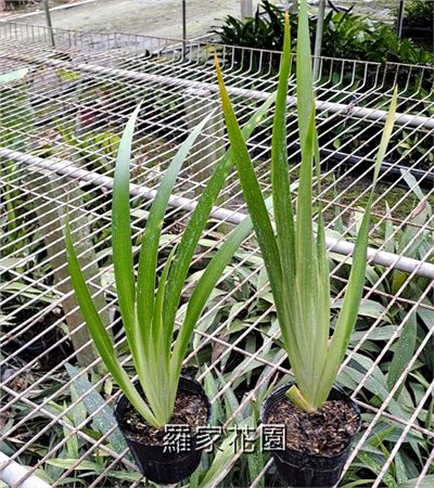 黃花鳶尾
