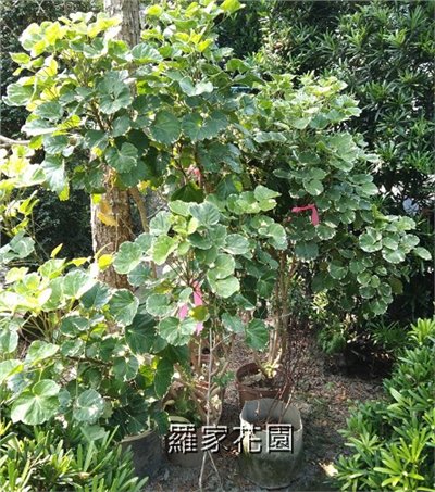 圓葉福祿桐