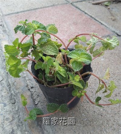 慢性冷水花